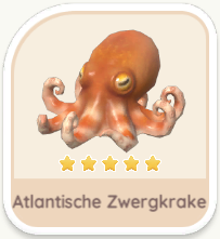 Atlantische Zwergkrake