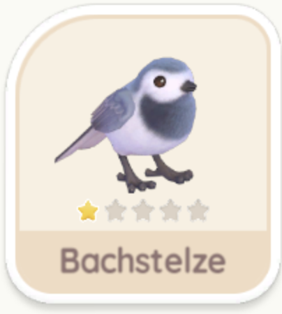 Bachstelze