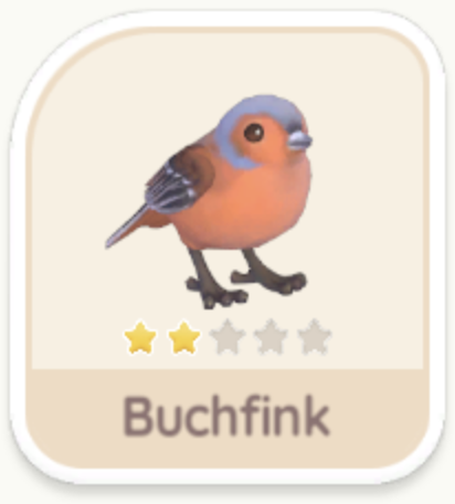 Buchfink