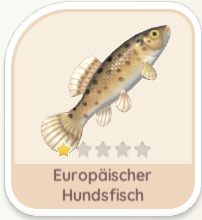 Europäischer Hundsfisch