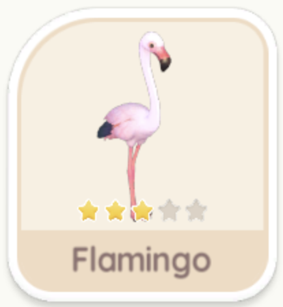 Flamingo