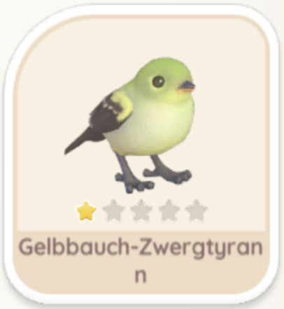 Gelbbauch-Zwergtyrann