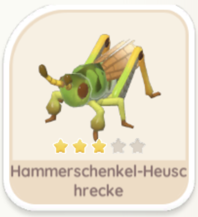 Hammerschenkel-Heuschrecke