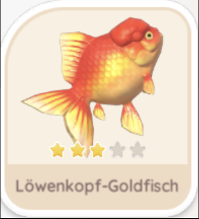 Löwenkopf-Goldfisch