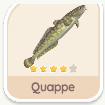 Quappe