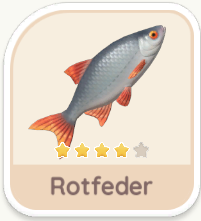 Rotfeder