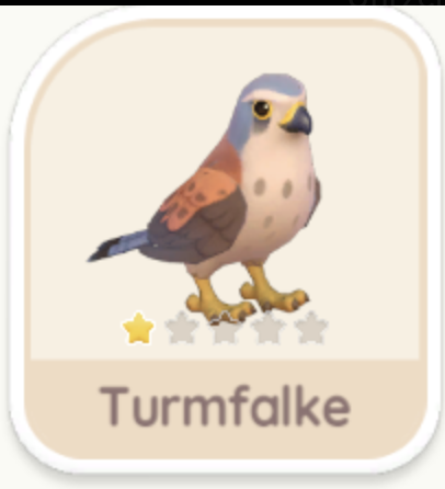Turmfalke