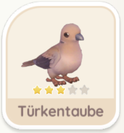 Türkentaube
